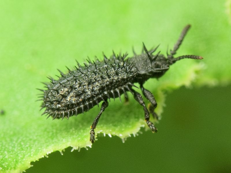 Hispa atra Linnaeus, 1767